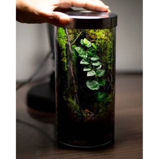 Terrarium(สวนขวดแก้ว)