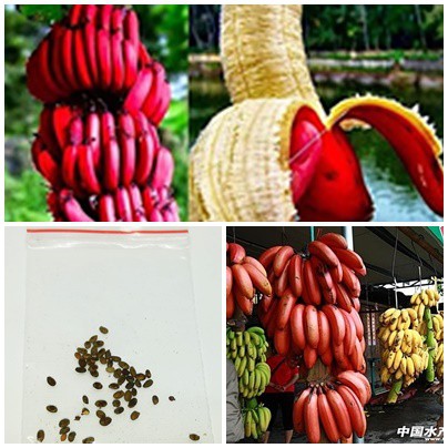 ขายส่ง เมล็ดพันธุ์กล้วยหอมชมพูแคระ ต้นกล้วย Musa velutina กล้วยหอมสีชมพู Pink Bananag เมล็ดพันธุ์นำเข้า บอนไซ 50 เมล็ด