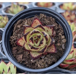 Echeveria Agavoides Ebony - Exotic Looking Succulent Plant文胸/苹果/香菜/鲜花/上衣/儿童/生菜/向日葵/园艺/内裤//กุหลาบ HQZE