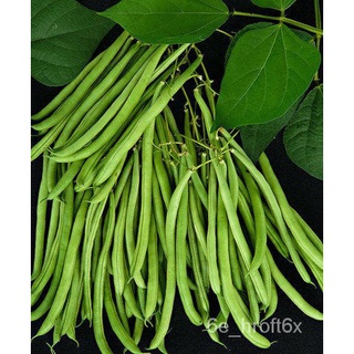 French Beans Seeds-Seedsคื่นฉ่าย/บ้านและสวน/ผักกาดหอม/กุหลาบ/แม่และเด็ก/แอปเปิ้ล/หมวก/เด็ก/เสื้อ/กระโปรง/ RGWA