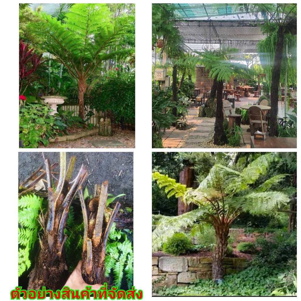 (1ต้น) เหง้าพันธุ์ มหัสดำ ราชาเฟิร์น เฟิร์น ป่า เฟิร์น ต้นใหญ่ ใหญ่ ต้น เหง้า ทรีเฟิร์น ต้นกล้าผักกูด ฝอย รากแห้ง ทำปุ๋ย