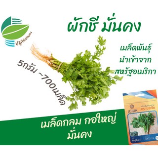 ผักชีมั่นคง (Coriander)​