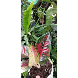 Aglaonema50 เมล็ด (ไม่ใช่พืชที่มีชีวิต)