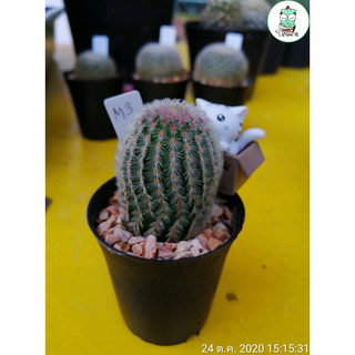 "เรนโบว์" แคคตัส (Rainbow Cactus) กระบองเพชรหนามชมพู