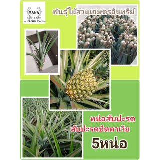 หน่อสับปะรดปัตตาเวีย/ต้นสับปะรด5หน่อ40บาท