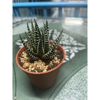 ม้าลาย Haworthia fasciata  (The Zebra Plant)