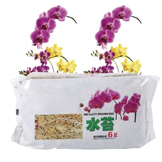 [ปุ๋ย][พร้อมส่ง] Fertilizer 6L ให้ความชุ่มชื้นสําหรับ Phalaenopsis Orchid