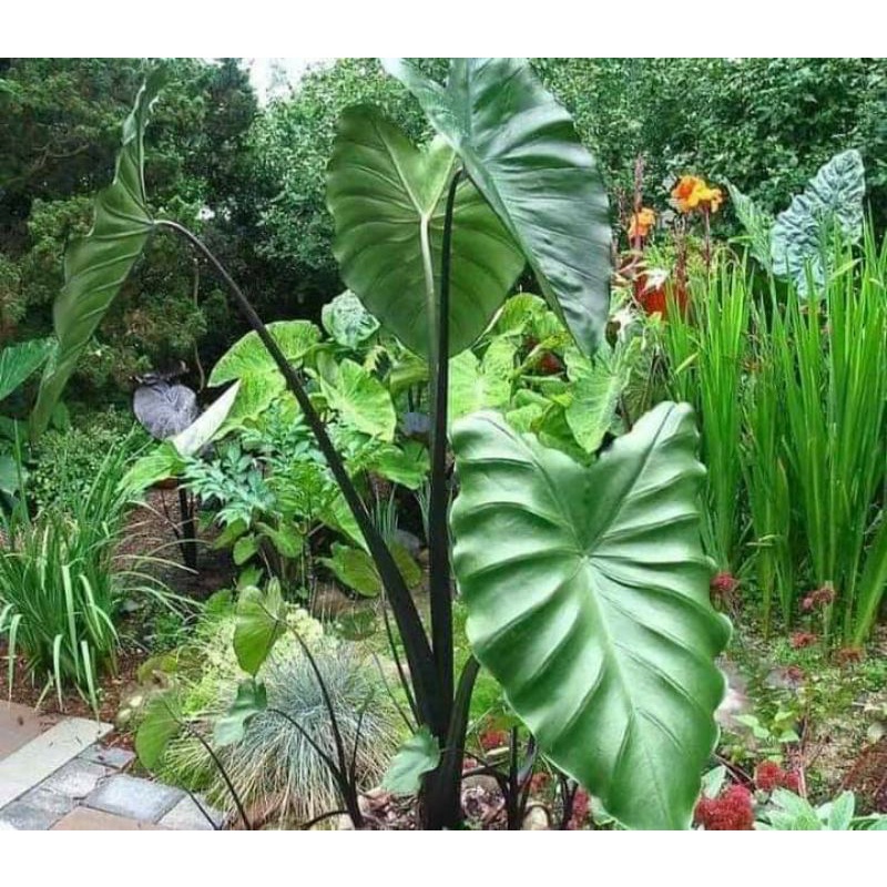 Colocasia fontanesii (ฟอนตาเนซี่)จัดส่งทั้งต้นพร้อมใบ