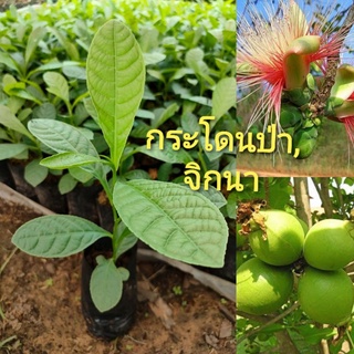 ต้นกล้ากระโดนป่า หรือจิกนา  ขนาด 15-25 ซม. ไม้ฟอร์มสวยนิยม ทำไม้ขุดล้อม ต้นไม้หายาก ยอดรับประทานได้