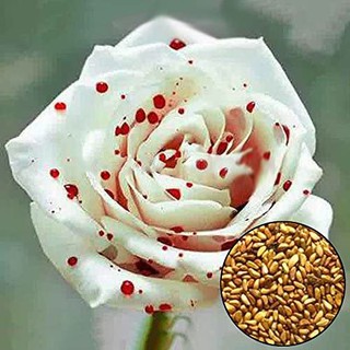 เมล็ดพันธุ์ กุหลาบ กุหลาบสีเลือด White Blood Rose Seeds ดอกใหญ่ นำเข้าจากต่างประเทศ 30 เมล็ด