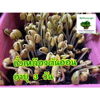 ถั่วเหลืองดิบเต็มเมล็ด 1 กิโลกรัม มี 2แบบ 1.เพาะงอก/ปลูกเป็นถั่วแระ 2.แบบทำอาหาร 3.ถั่วแระญี่ปุ่น
