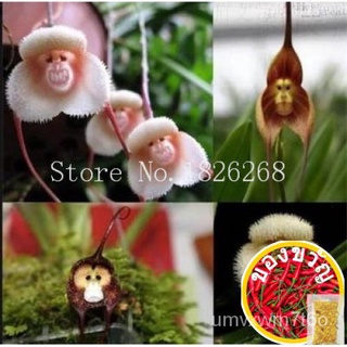 Bonsai flower seeds Monkey face orchid flower seeds garden flower seeds 20 pcs香菜/头饰/苹果/生菜/花园/木瓜/文胸/内裤/芹菜/鲜花/ EAMJ