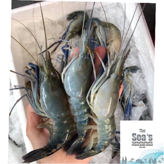 🦐กุ้งแม่น้ำไซส์ 18-20ตัว/โล(กุ้งสด/กุ้งกร้ามกาม/[น้อคน้ำแข็งใส่โฟมอย่างดี]