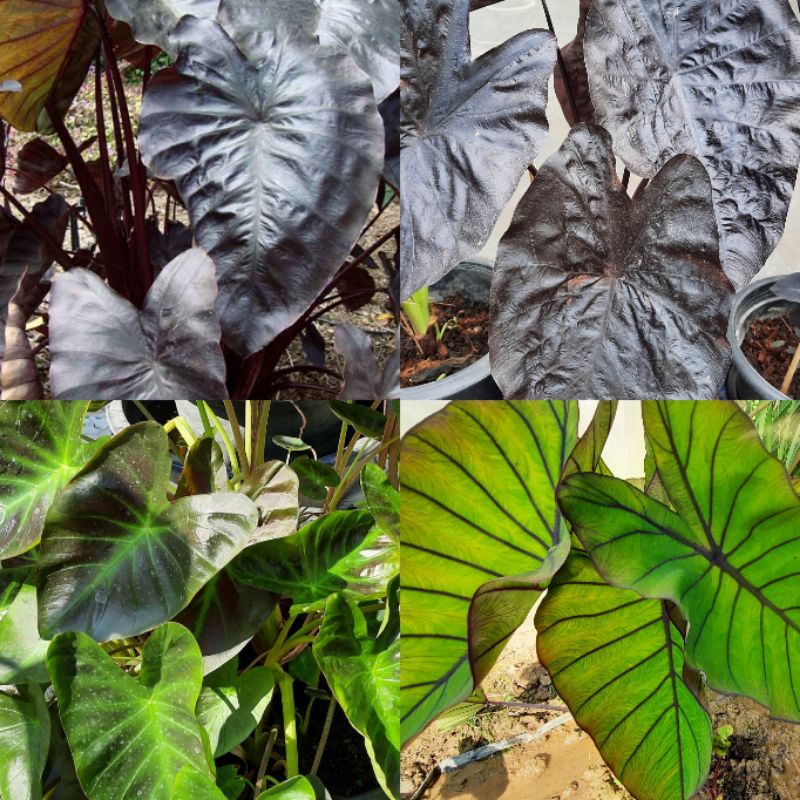 Colocasia BlueHawaii,BlackColar,BlackRipple,Aloha