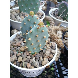 opuntia basilaris var brachyclada มีรากกำลังจะแตกแพดใหม่