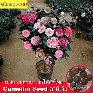 อินทรีย์ ต้น ดอก/ปลูกง่าย เมล็ดพันธุ์ คามิเลีย Mixed Camellia Seed for Planting (15 PCS) Bonsai Flower Plant  AYSX