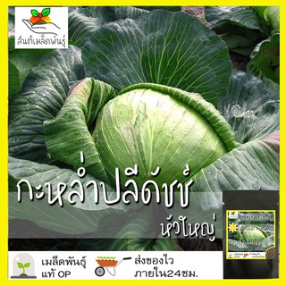 เมล็ดพันธุ์ กะหล่ำปลีดัชช์ หัวใหญ่ 200 เมล็ด Late Flat Dutch Cabbage seed เมล็ดพันธุ์แท้ นำเข้าจากต่างประเทศ ปลูกผัก สวน