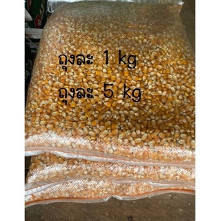 เม็ดพันธุ์ข้าวโพดเลี้ยงสัตว์ ปริมาณ1 kg คัดอย่างดีมาแล้ว