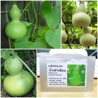 เมล็ดพันธุ์ น้ำเต้าเซียน (Bottle Gourd Seed) บรรจุ 10 เมล็ด คุณภาพดี ราคาถูก ของแท้ 100%