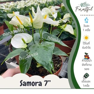 หน้าวัวสีขาว Samora ขนาดกระถาง 7 นิ้ว (สินค้ามีพร้อมส่งค่ะ)