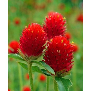 เมล็ดพันธุ์ ดอกไม้ ดอกบานไม่รู้โรยสีแดง บานไม่รู้โรยสตอเบอร์รี่ ( Gomphrena Strawberry Seed ) บรรจุ 30 เมล็ด