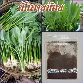 เมล็ดผักพายน้อย ปลูกง่าย โตไว ชุดละ500+เมล็ด