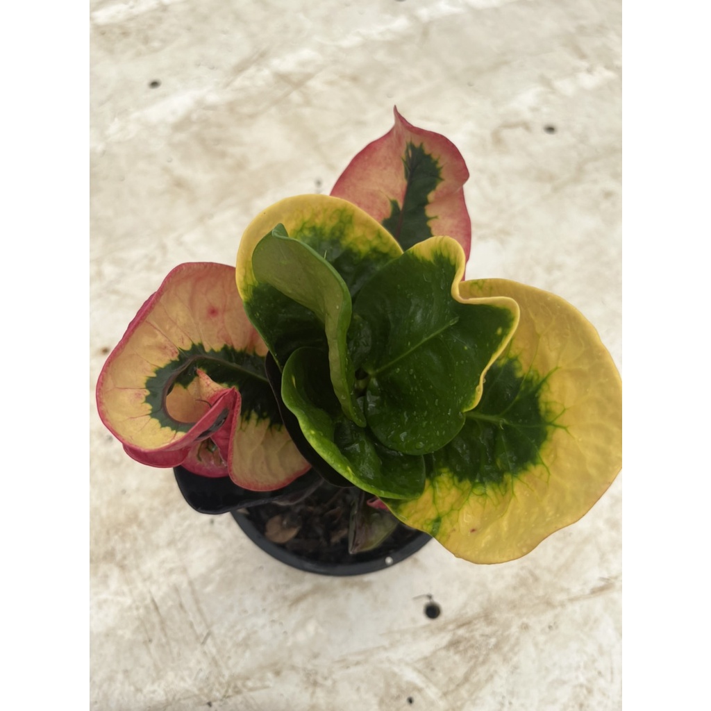 มุมมอง 3