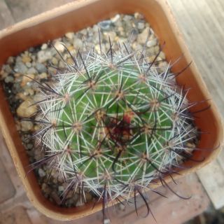 แมมมิลลาเรีย เบเน็กคีอาย (Mammillaria beneckei)