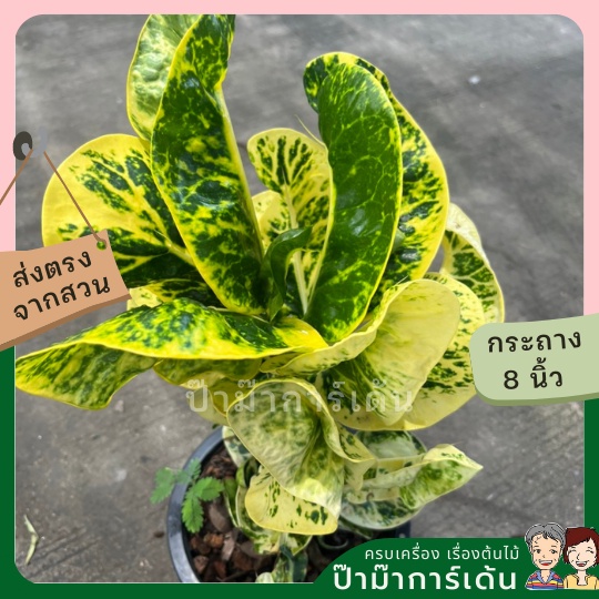 มุมมอง 3