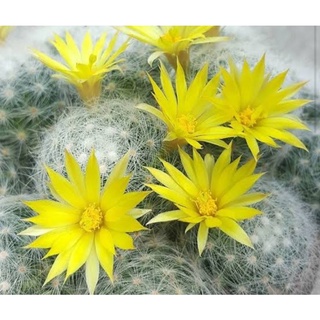 จัดส่งทั้งกระถาง Mammillaria Baumii Cristata