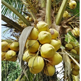 ต้นกล้ามะพร้าวสีทองหรือมะพร้าวไฟ(Golden Coconut)จากอัมพวาหายาก