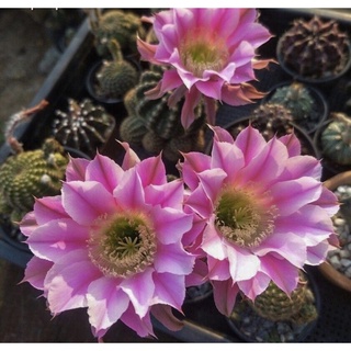 อิชินอปแองเจิ้ล ดอกชมพู แคคตัส cactus อิชินอป สวย