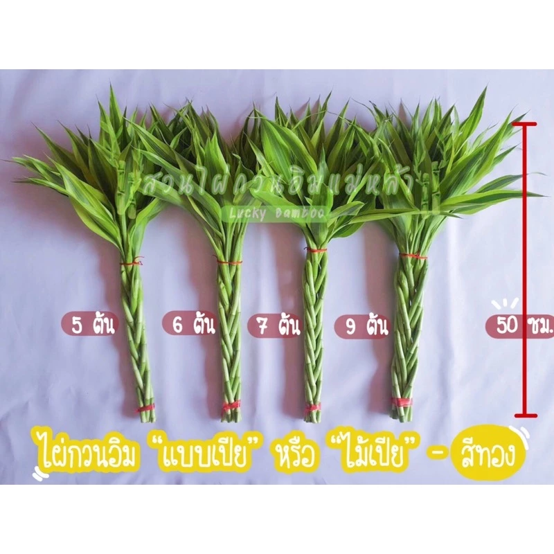 ไผ่กวนอิม “แบบเปีย” หรือ “ไม้เปีย” จำนวนต้นที่ใช้เปียเป็นเลขมงคลตามหลักฮวงจุ้ยเพื่อเป็นสิริมงคลแก่ผู้ปลูก