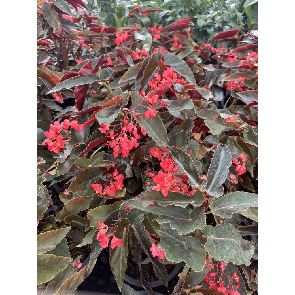 มุมมอง 2