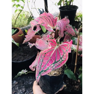 ฮกหลงบอนสี (Caladium) ราชินีแห่งไม้ใบในดวงใจ