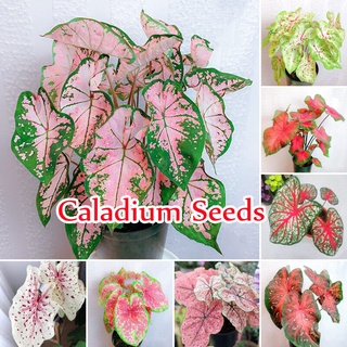 บอนสี 100เมล็ด Mixed Colors Caladium Seeds Flower Seeds ต้นไม้ฟอกอากาศ ต้นไม้ประดับ เมล็ดดอกไม้ บอนสี พันธุ์ไม้ดอก