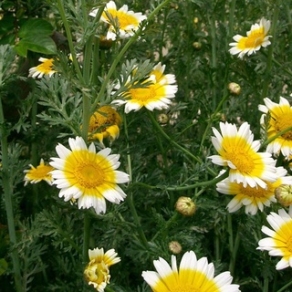 200 เมล็ด เดซี่การ์แลนด์คละสี (ตังโอ๋) - Garland Daisy (Crysanthemum coronarium)