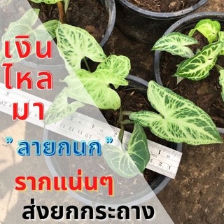 1 ต้น เงินไหลมา ออมลายกนก Syngonium sp. เงินไหลมา ลายกนก ต้นไม้มงคล ต้นไม้หายาก ต้นพร้อมปลูก ส่งแบบ3-4ใบ ส่งยกกระถาง