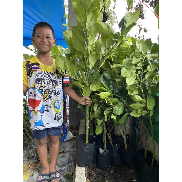 ต้นพันธุ์ส้มโอทับทิมสยาม1ปี6เดือน ของแท้จากปากพนัง 2กิ่ง699