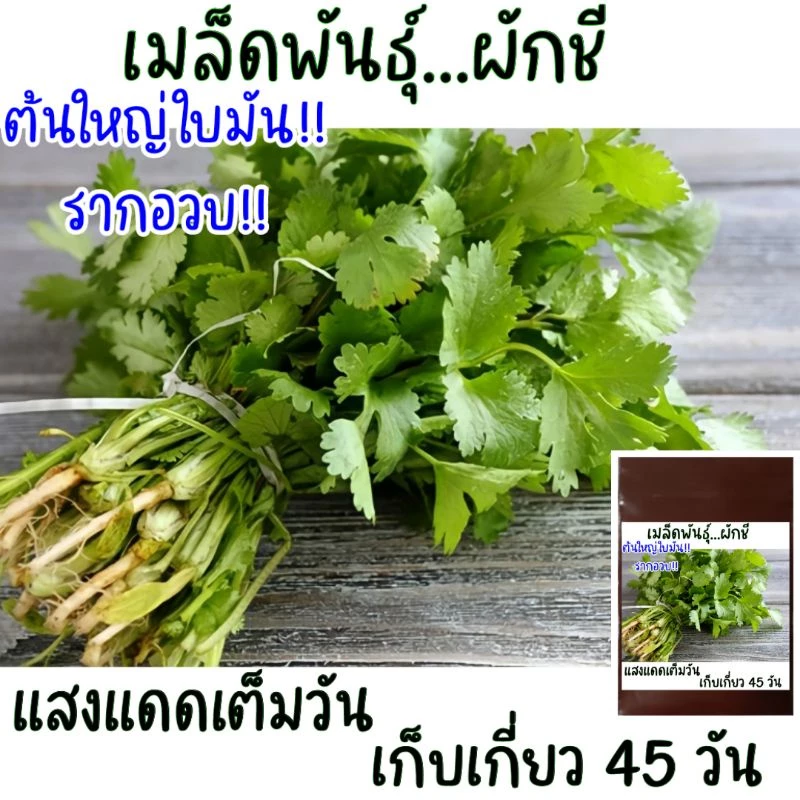 เมล็ดพันธุ์ ผักชี 300-500 เมล็ด