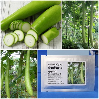 เมล็ดพันธุ์ น้ำเต้ายาว คูกุซซี่ (Cucuzzi Gourd Seed) บรรจุ 10 เมล็ด คุณภาพดี ราคาถูก ของแท้ 100%