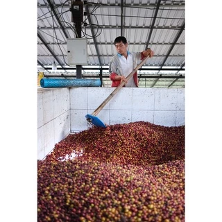 PK เมล็ดกาแฟคั่ว Full City+ Roast ขนาด 500g. คั่วกลางค่อนเข้ม + ส่งไว คั่วใหม่