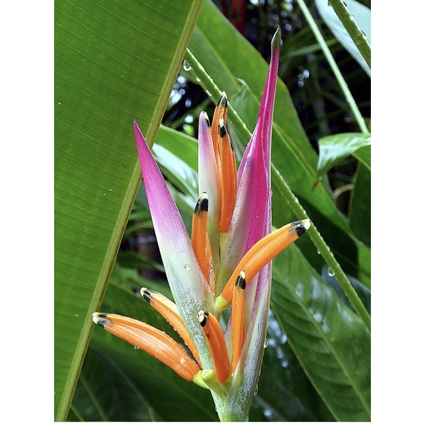 เฮลิโคเนีย สีชมพู heliconia sassy