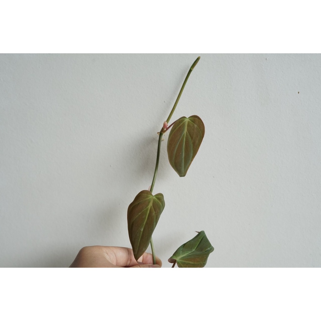 มุมมอง 2