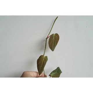 ต้นพลูด่าง (ตัดยอด จำนวน 1 กิ่ง ) สามารถนำไปเลี้ยงในน้ำได้ ต้นไม้ฟอกอากาศ