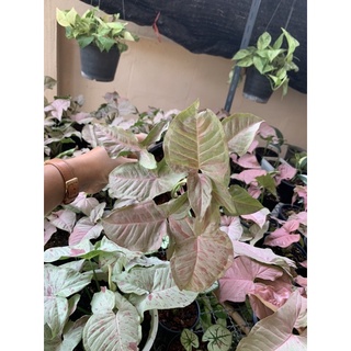 ต้นออมชมพูด่าง PINK SPOTS ( PINK SYNGONIUM) ฟอร์มกอใหญ่สวย ส่งพร้อมกระถาง 6 นิ้ว