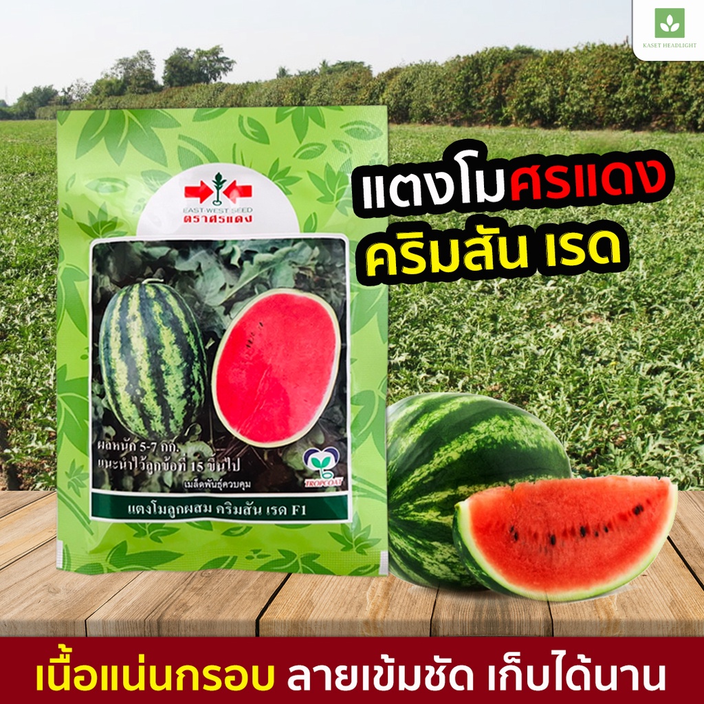 40กรัม คริมสัน เรด ปลูกได้1ไร่ ศรแดง เมล็ดพันธุ์แตงโม แตงโม แตงโมศรแดง ลูกใหญ่ ผลดก