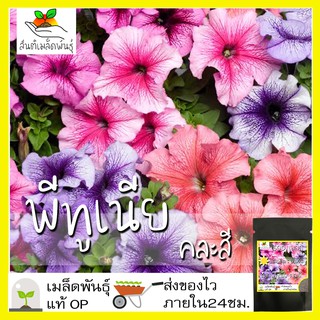 เมล็ดพันธุ์ ดอกพีทูเนียเตี้ย คละสี 500 เมล็ด Mixed Dwarf Petunia Flower Seed เมล็ดพันธุ์แท้100% นำเข้าจากต่างประเทศ ปลูก