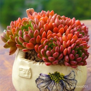 【Ready stock】พืชอวบน้ำ สำนักงานในร่มระเบียงเดสก์ท็อปรวมกันกระถางต้นไม้สีเขียว Succulent  ZF6L