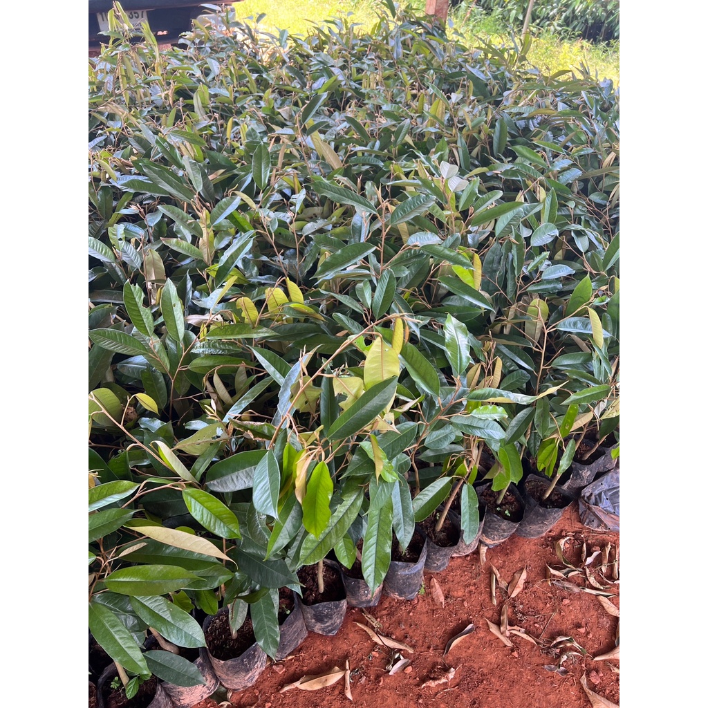 มุมมอง 4